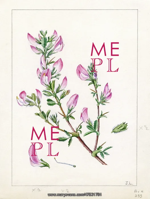 : Ononis Arvensis - field restharrow : Ononis Arvensis - field restharrow