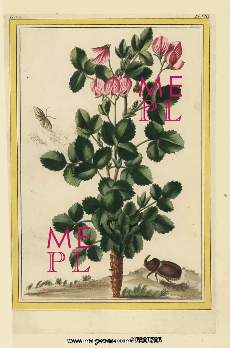 : Ononis rotundifolia, round-leaved restharrow : Ononis rotundifolia, round-leaved restharrow