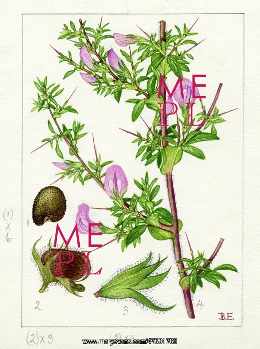 : Ononis spinosa - spiny restharrow : Ononis spinosa - spiny restharrow