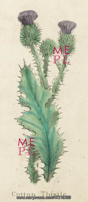  : ONOPORDUM ACANTHIUM