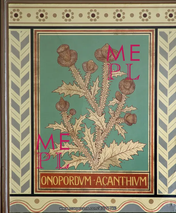 : Onopordum acanthium, cotton thistle : Onopordum acanthium, cotton thistle