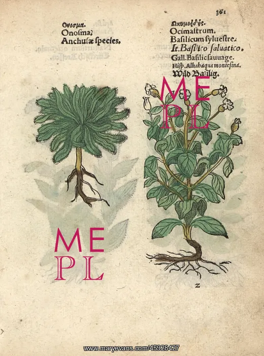 : Onosma echioides and wild basil, Ocimum basilicum : Onosma echioides and wild basil, Ocimum basilicum