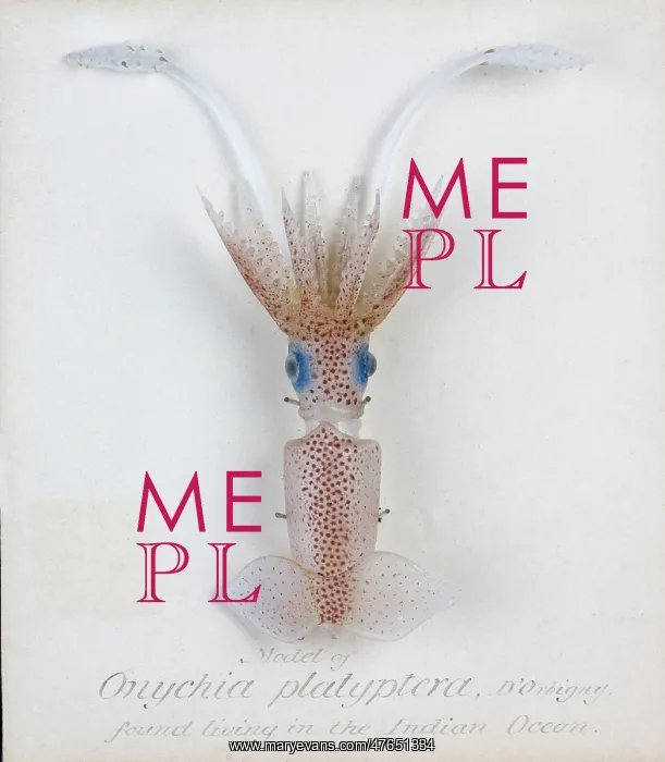 : Onychia platyptera, squid : Onychia platyptera, squid