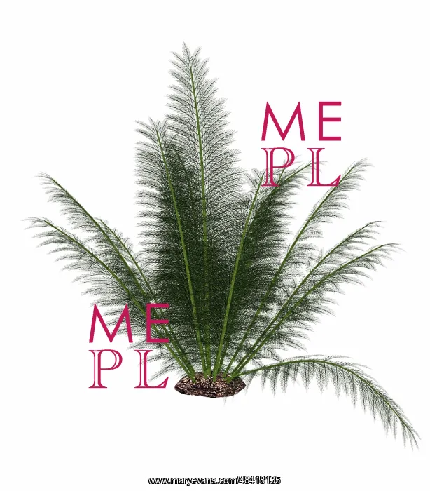 : Onychiopsis prehistoric fern : Onychiopsis prehistoric fern
