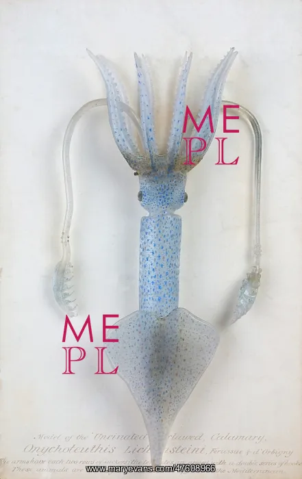 : Onychoteuthis lichtensteinii, squid : Onychoteuthis lichtensteinii, squid