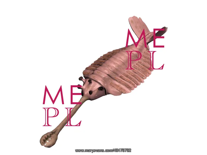  : Opabinia regalis, Cambrian of Canada
