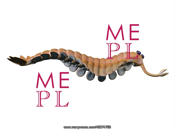 : Opabinia regalis from the Middle Cambrian seas : Opabinia regalis from the Middle Cambrian seas