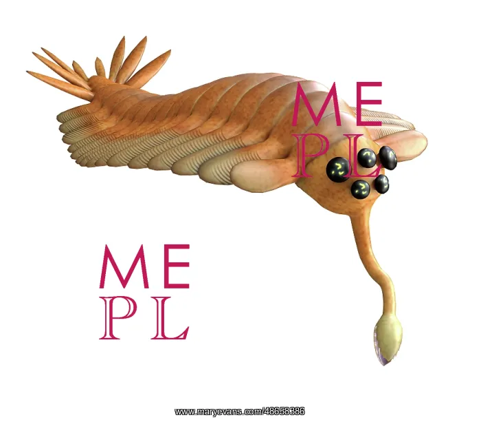 : Opabinia, side view on white background : Opabinia, side view on white background