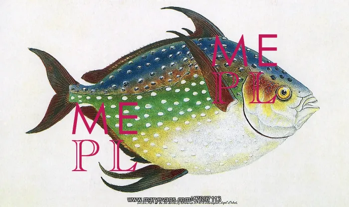  : Opah
