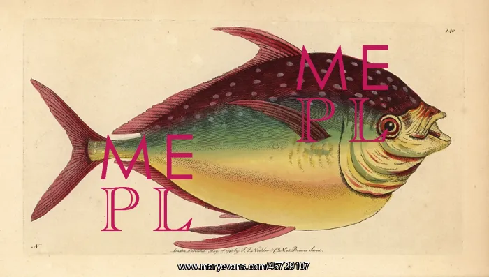 : Opah fish, Lampris guttatus : Opah fish, Lampris guttatus