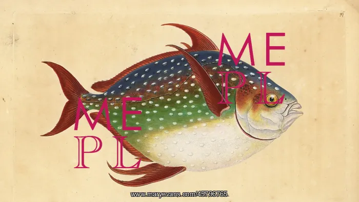 : Opah or king fish, Lampris guttatus : Opah or king fish, Lampris guttatus