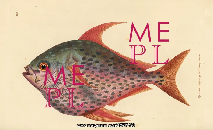 : Opah, Lampris guttatus : Opah, Lampris guttatus
