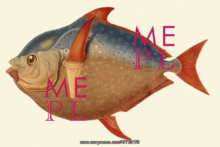  : Opah, Lampris guttatus