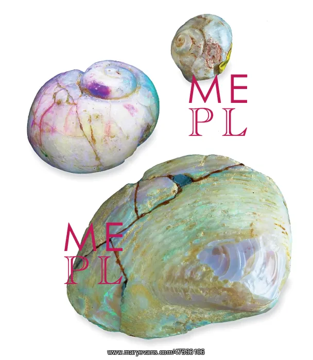 : Opalised snails and clam : Opalised snails and clam