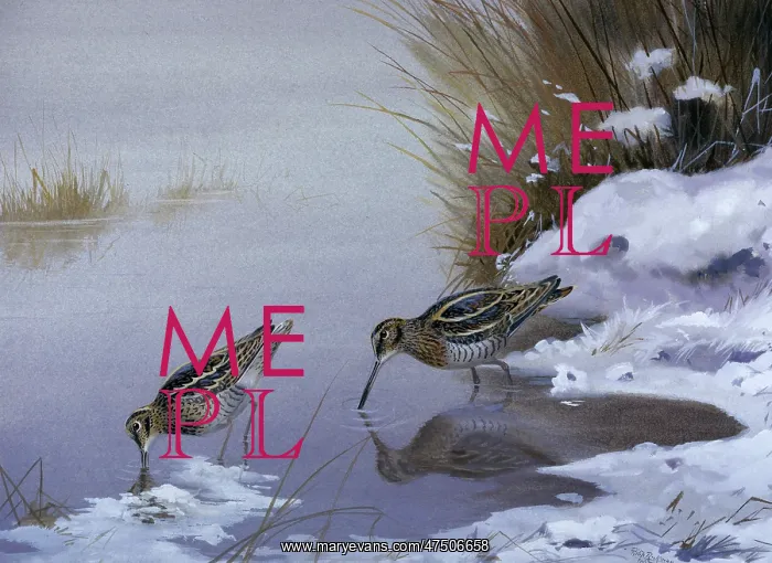 : Open Water ' Snipe : Open Water ' Snipe