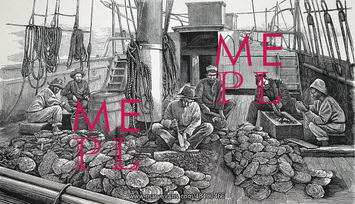  : Opening oyster shells on board a pearling schooler