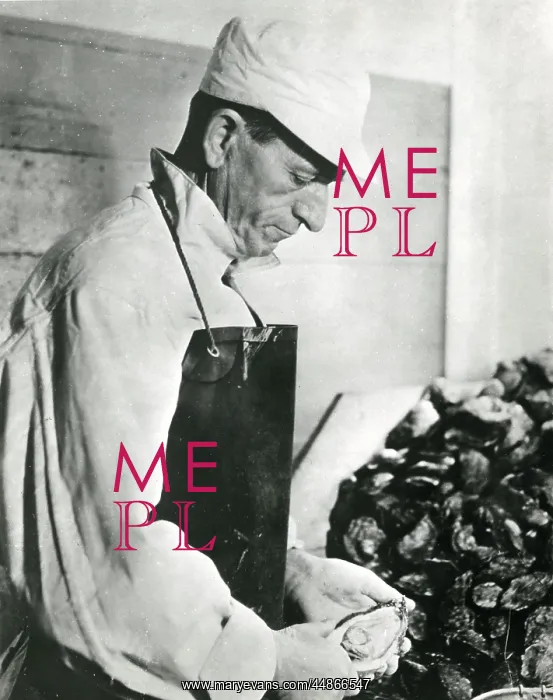 : OPENING OYSTERS 1930S : OPENING OYSTERS 1930S