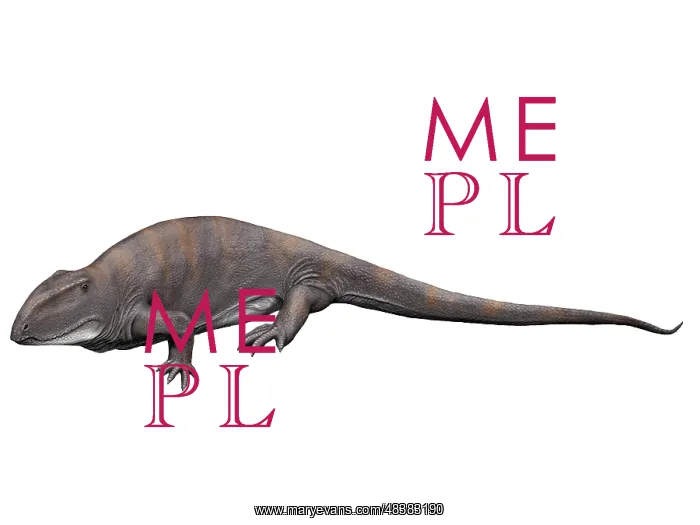 : Ophiacodon is an extint synapsid from the Early Permian of ? : Ophiacodon is an extint synapsid from the Early Permian of ?