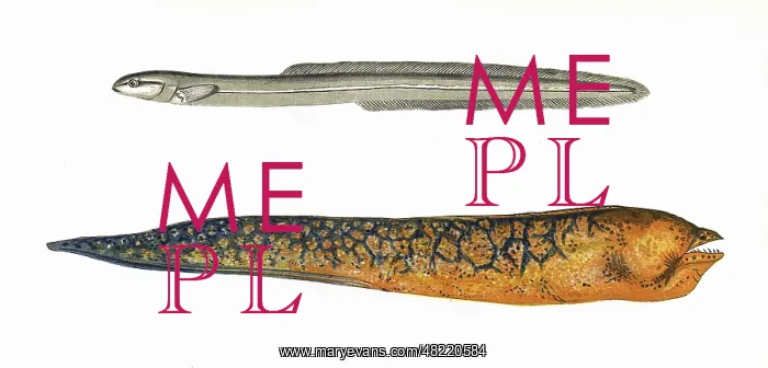 : Ophidium Eel and Muraena : Ophidium Eel and Muraena