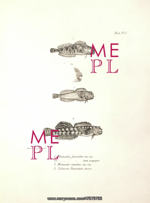 : Ophioblennius atlanticus : Ophioblennius atlanticus