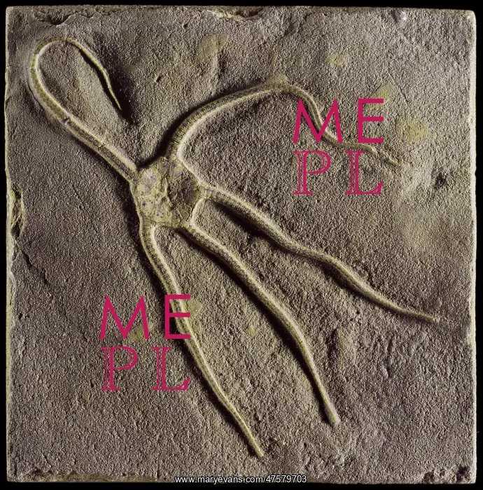 : Ophioderma egertoni (Broderip), brittlestar : Ophioderma egertoni (Broderip), brittlestar