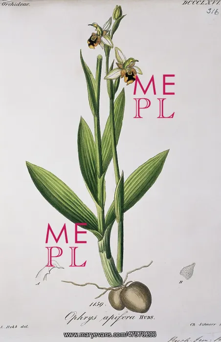 : Ophrys apifera, bee orchid : Ophrys apifera, bee orchid
