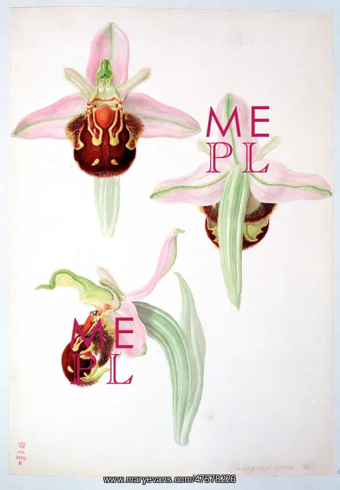 : Ophrys apifera, bee orchid : Ophrys apifera, bee orchid