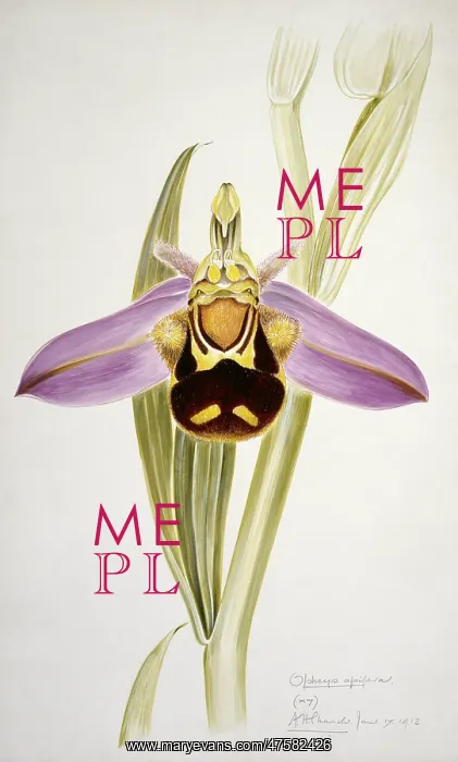 : Ophrys apifera, bee orchid : Ophrys apifera, bee orchid