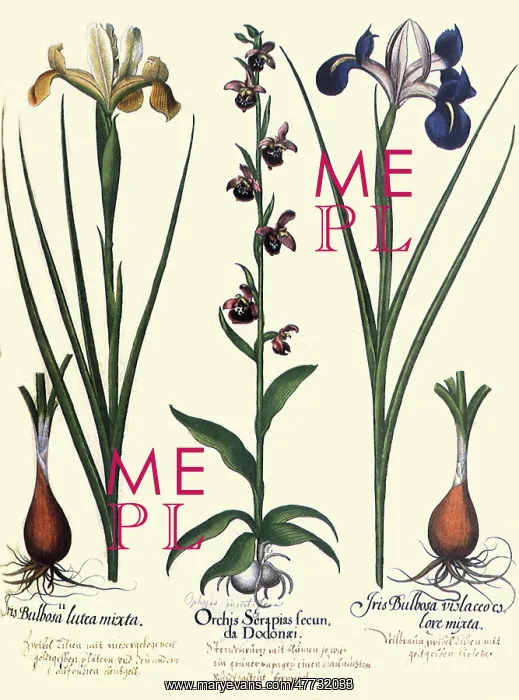 : Ophrys fuciflora, Iris xiphium : Ophrys fuciflora, Iris xiphium