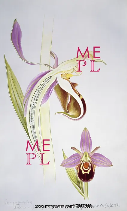 : Ophrys purpurea, orchid : Ophrys purpurea, orchid