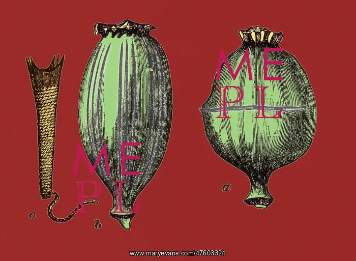  : Opium Harvesting