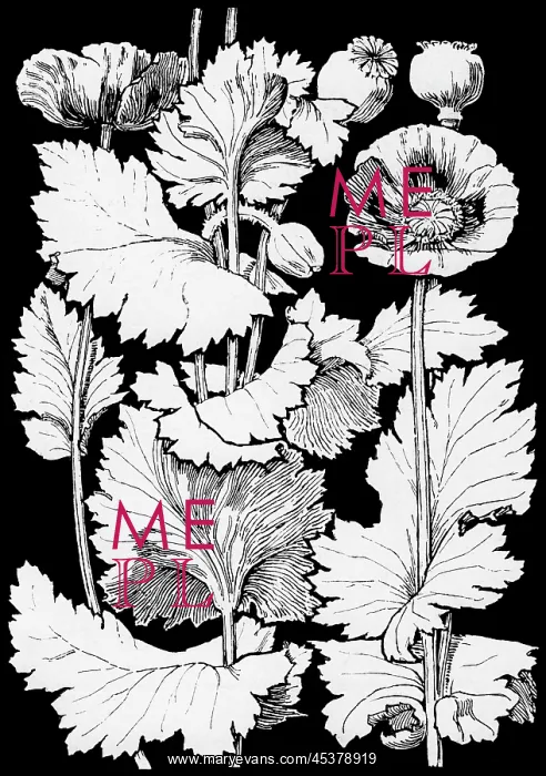 : Opium Poppy : Opium Poppy