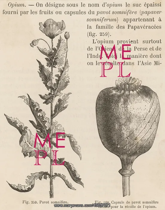 : The Opium Poppy : The Opium Poppy