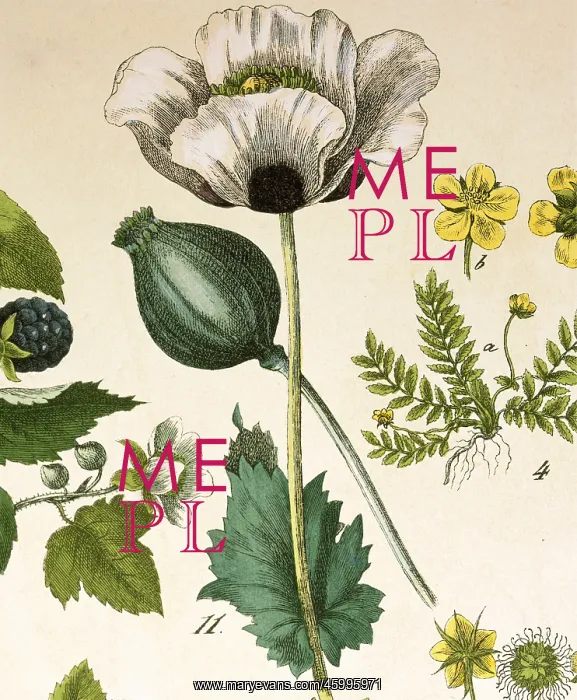 : Opium poppy : Opium poppy