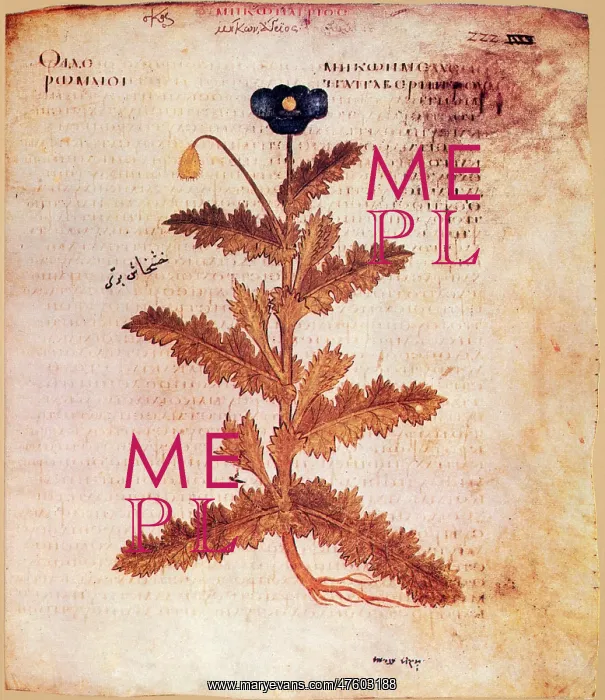 : Opium Poppy : Opium Poppy