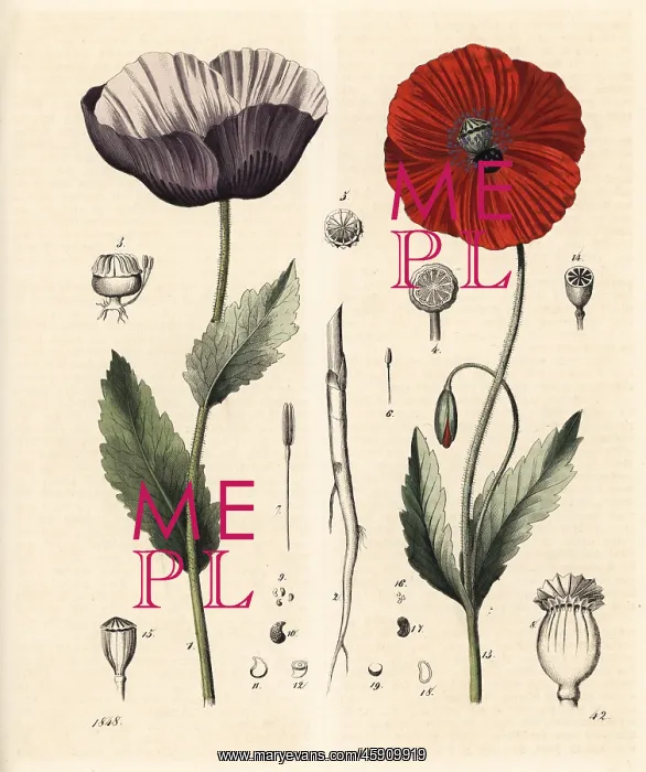 : Opium poppy and corn poppy : Opium poppy and corn poppy