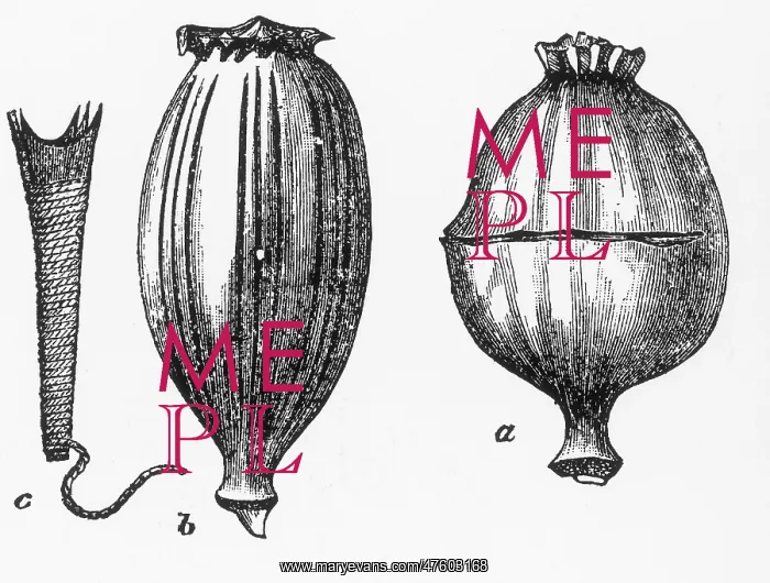 : Opium Poppy Harvesting : Opium Poppy Harvesting