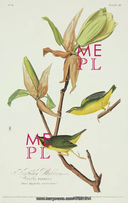 : Oporornis formosus, Kentucky warbler : Oporornis formosus, Kentucky warbler