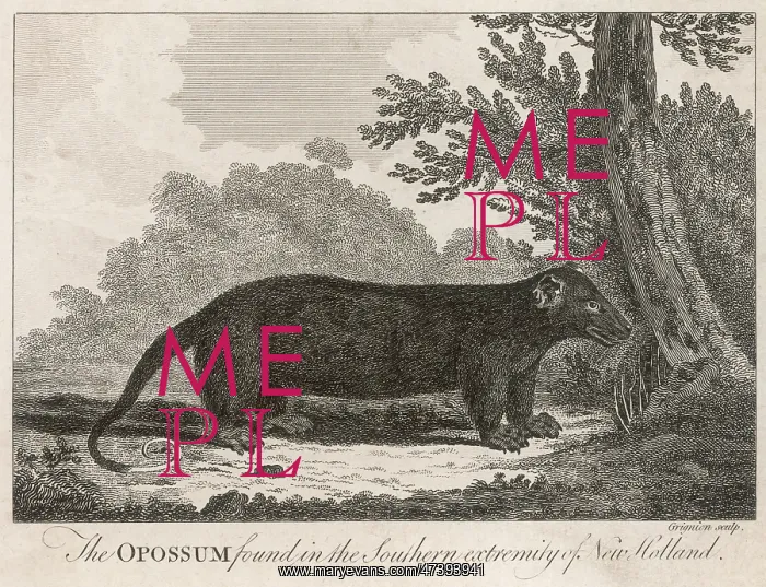 : OPOSSUM, 18TH CENTURY : OPOSSUM, 18TH CENTURY