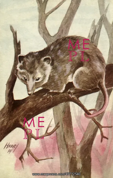  : Opossum on Branch