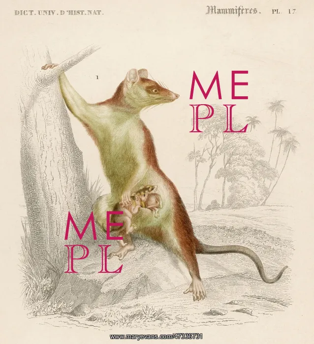 : OPOSSUM DIDELPHIS 19C : OPOSSUM DIDELPHIS 19C