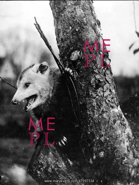: Opossum (Didelphis) in a tree : Opossum (Didelphis) in a tree