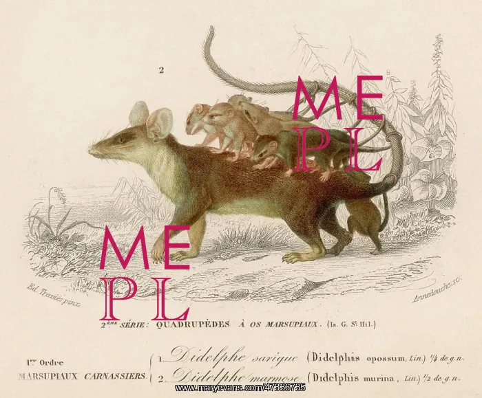 : OPOSSUM MOUSE 19C : OPOSSUM MOUSE 19C