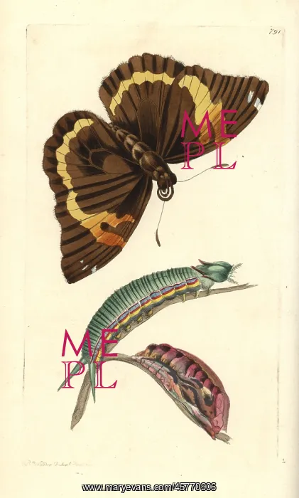 : Opsiphanes cassiae butterfly : Opsiphanes cassiae butterfly