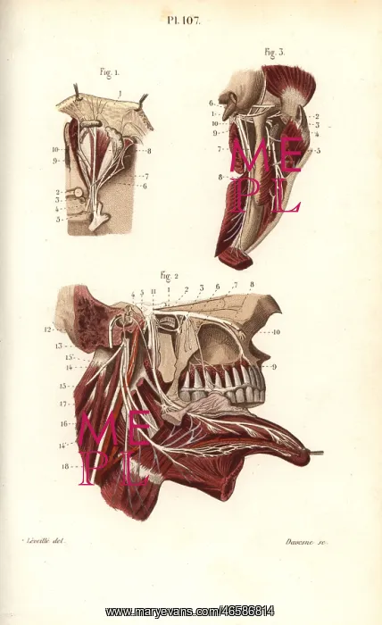 : Opthalmic and maxillary nerves in the fifth cranial nerve : Opthalmic and maxillary nerves in the fifth cranial nerve