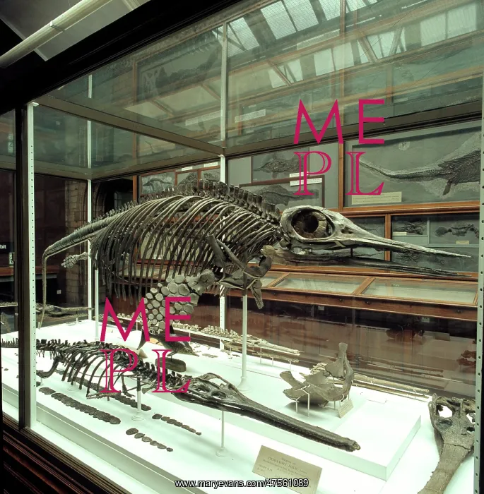 : Opthalmosaurus & Stenosaurus : Opthalmosaurus & Stenosaurus