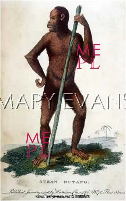  : ORANG-OUTANG / CLUSE / 1798