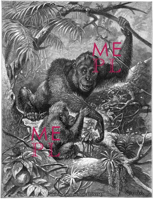  : ORANG-UTAN - 3