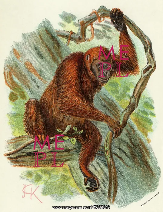  : ORANG-UTAN