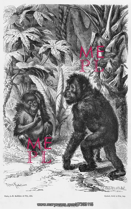  : ORANG-UTAN